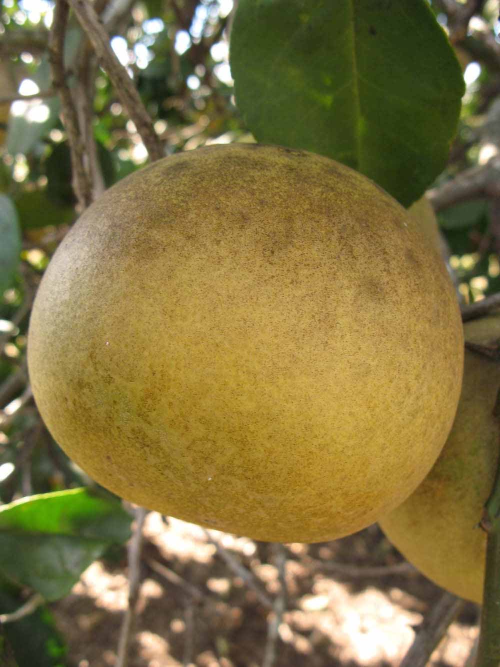              Fruit (Winter Haven, FL)       